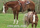 Quarter Horse - Horse for Sale in Tompkinsville, KY 37091 Quarter Horse - Horse for Sale in Tompkinsville, KY 37091