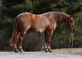 Quarter Horse (Quarter Horse, Gelding) in Huntington, NY