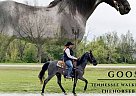 Tennessee Walking - Horse for Sale in , TN 37091