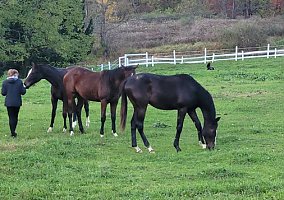 Eight (Thoroughbred, Gelding) in New Cumberland, WV
