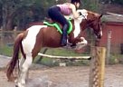 Gypsy Vanner - Horse for Sale in Bithlo, FL 32833