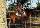 Mustang - Horse for Sale in Kinard, FL 32449 Mustang - Horse for Sale in Kinard, FL 32449
