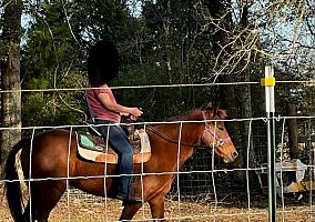 Mustang (Mustang, Gelding) in Kinard, FL