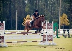 Thoroughbred (Thoroughbred, Gelding) in Pocatello, ID