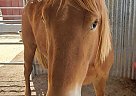 Brownie - Gelding in Santa Clarita, CA Brownie - Gelding in Santa Clarita, CA