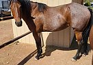 Quarter Horse - Horse for Sale in Clifton, AZ 85533