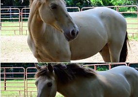Appaloosa (Appaloosa, Gelding) in Franklinville, NJ