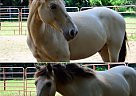 Appaloosa - Horse for Sale in Franklinville, NJ 08322 Appaloosa - Horse for Sale in Franklinville, NJ 08322