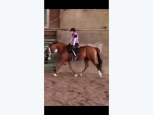 Summer Lease- Flashy TB Gelding
