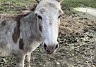 Donkey - Horse for Sale in Stockton, GA 31649