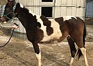 Hughy - Gelding in Cottage Grove, WI Hughy - Gelding in Cottage Grove, WI