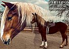 Belgian Draft - Horse for Sale in Fort Collins, CO 80524