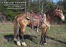 Welsh Pony - Horse for Sale in Coleman, OK 74729