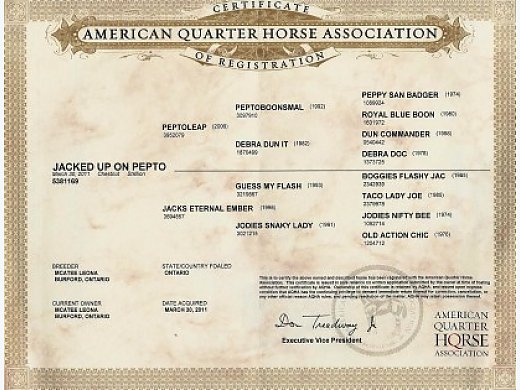 3 Year Old Reining Prospect