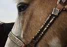 Broke Arabian Mare Arabian Mare