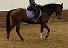 Howie - Gelding in Stevens Point, WI Howie - Gelding in Stevens Point, WI