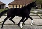 Hanoverian - Horse for Sale in Bärnau,  95671