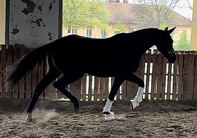 Hanoverian (Hanoverian, Mare)