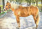 Quarter Horse - Horse for Sale in Defuniak springs, FL 32435