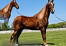 Tennessee Walking - Horse for Sale in , TN 37091