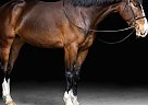Dutch Warmblood - Horse for Sale in Hammond, ON K0A2A0