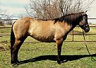 Mustang - Horse for Sale in Fort Collins, CO 80549