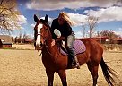Paint - Horse for Sale in Fort Collins, CO 80524