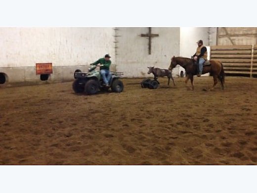 Great Ranch Or Trail Gelding.