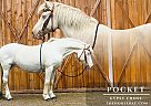 Gypsy Vanner - Horse for Sale in Fort Collins, CO 80524