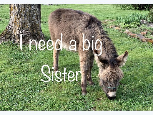 ISO Mini Donkey