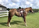 Missouri Fox Trotter - Horse for Sale in Havana, FL 32333