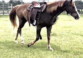 Missouri Fox Trotter (Missouri Fox Trotter, Mare) in Havana, FL