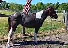 Paint - Horse for Sale in Bonifay, FL 32425