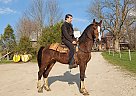 Joe - Gelding in barrie, ON Joe - Gelding in barrie, ON