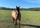 Quarter Horse - Horse for Sale in Bonner, MT 59823 Quarter Horse - Horse for Sale in Bonner, MT 59823