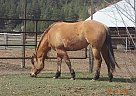 Quarter Horse - Horse for Sale in Bonner, MT 59823 Quarter Horse - Horse for Sale in Bonner, MT 59823
