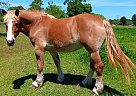 Belgian Draft - Horse for Sale in Bonifay, FL 32425