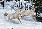 - Mare in Fenelon Falls, ON - Mare in Fenelon Falls, ON