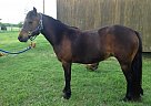 Welsh Pony - Horse for Sale in Rhome, TX 76078