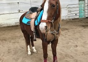 The Amazing Mr.Red Trail Horse Extraordinaire! TWH Gelding. Beginner Friend Gelding