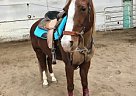- Gelding in Marine City, MI - Gelding in Marine City, MI