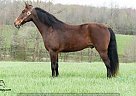 Kentucky Mountain - Horse for Sale in Yosemite, KY 42566