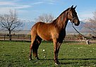 Rocky Mountain - Horse for Sale in Cedar, UT 80462