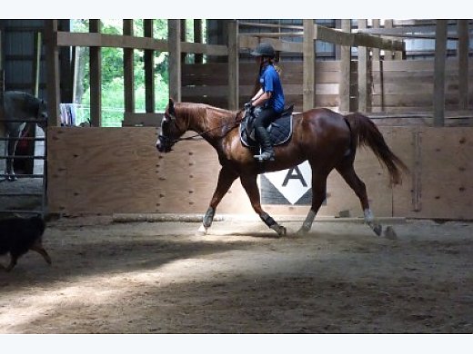 Versatile, Flashy 13 yr old 16h Gelding