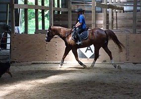 Versatile, Flashy 13 yr old 16h Gelding Paint