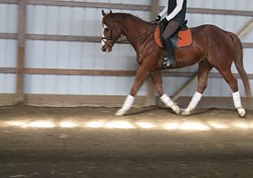 Versatile (Paint, 22 yrs) in Howard, OH