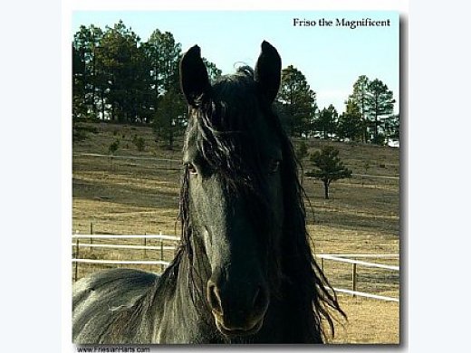 17 Hand, 1st Premium Friesian Stallion