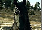 Friesian - Horse for Sale in Grand Prairie, TX 