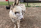 Donkey - Horse for Sale in Tuttle, OK 73089
