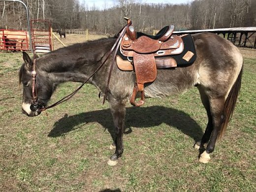 2012 AQHA Buckskin Gelding